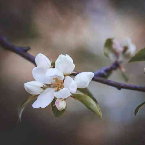  حاجی فیروزه سالی یه روزه سالی یه روزه نه واسه هر روزه